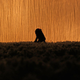 Illustration for article titled Shooting Challenge Silhouettes Gallery 2